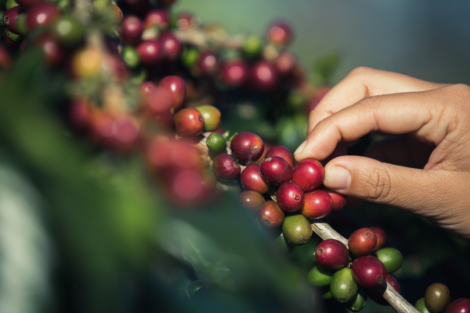 Image Placeholder with Coffee Background